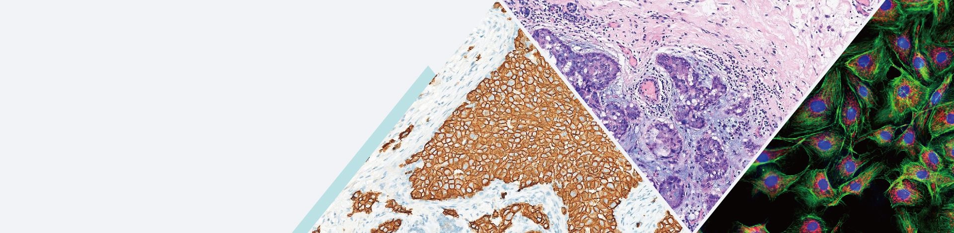 WinEdu Digital Pathology Education Software